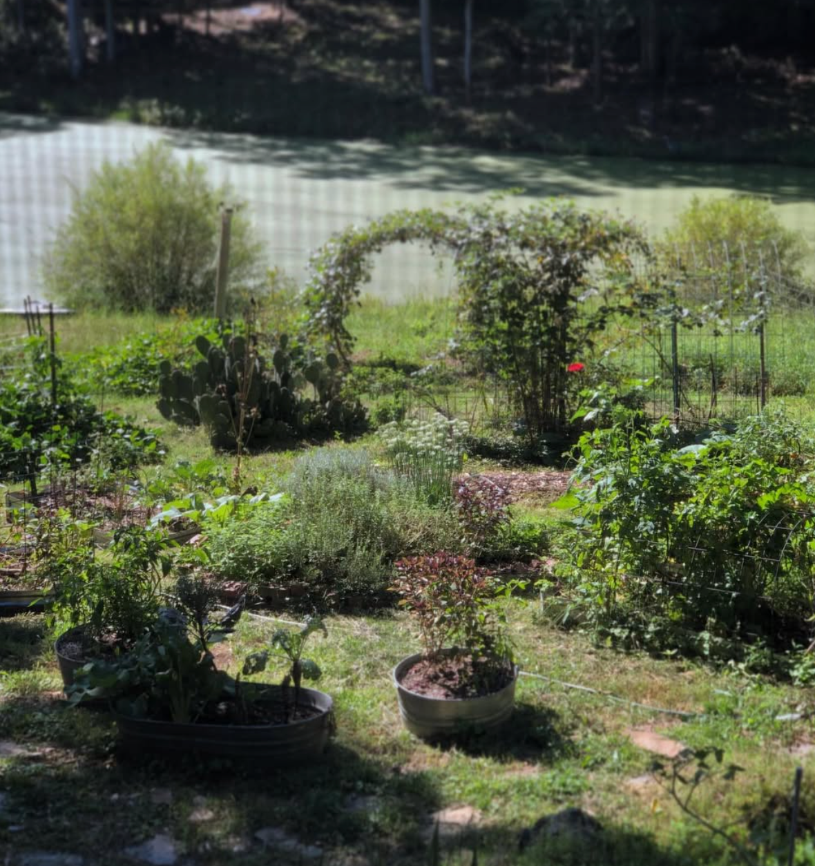 Schoolhouse Seeds